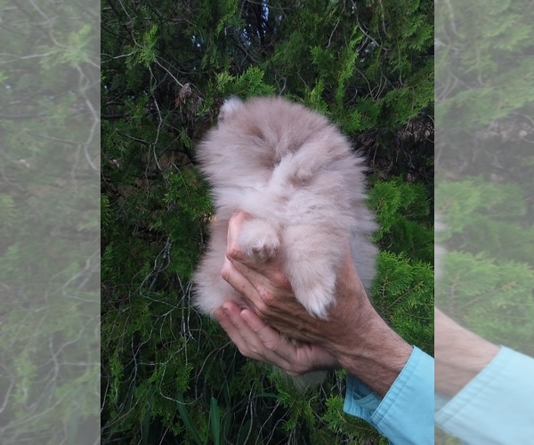 Medium Photo #3 Pomeranian Puppy For Sale in WEST PALM BEACH, FL, USA