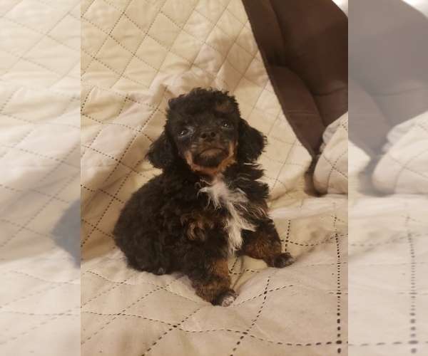 Medium Photo #1 Poodle (Toy) Puppy For Sale in BEAUMONT, TX, USA