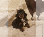 Small Photo #1 Poodle (Toy) Puppy For Sale in BEAUMONT, TX, USA