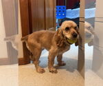 Small #3 Cocker Spaniel
