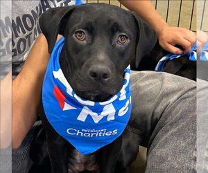 Mutt Dogs for adoption in El Centro, CA, USA