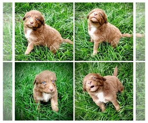 Australian Shepherd Puppy for sale in LEITCHFIELD, KY, USA