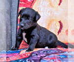 Small #1 Golden Retriever Mix