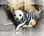 Small #1 Chihuahua