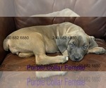 Puppy Purple Collar F Cane Corso
