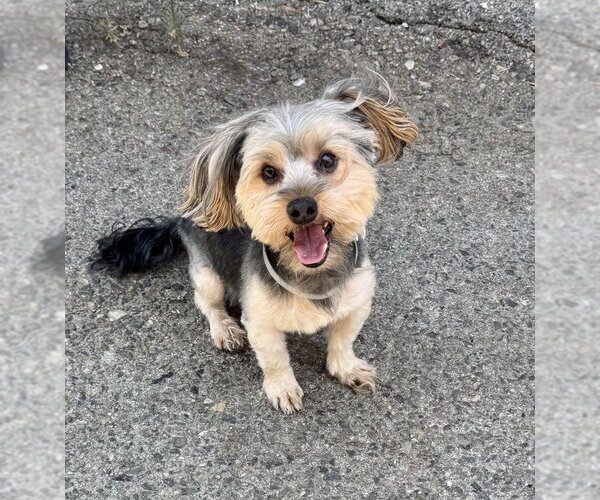 Medium Photo #3 Mutt Puppy For Sale in Marina Del Rey, CA, USA