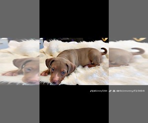 American Bully Litter for sale in WINTERVILLE, NC, USA
