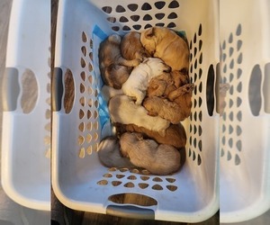 Goldendoodle Litter for sale in WHITTIER, NC, USA