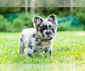 French Bulldog Puppy for sale in SYRACUSE, IN, USA