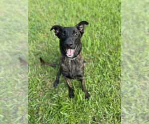 Holland Shepherd-Unknown Mix Dogs for adoption in West Palm Beach, FL, USA