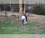 Small Photo #55 Old English Sheepdog Puppy For Sale in MARIONVILLE, MO, USA