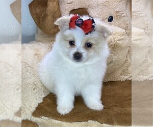 Pomeranian Puppy for sale in MIAMI BEACH, FL, USA