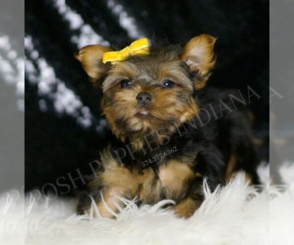 Medium Photo #26 Yorkshire Terrier Puppy For Sale in WARSAW, IN, USA