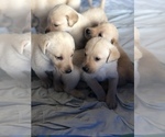 Small Photo #3 Labrador Retriever Puppy For Sale in PRATTVILLE, AL, USA