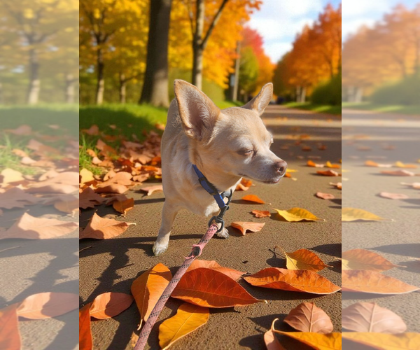 Medium Photo #3 Chihuahua-Unknown Mix Puppy For Sale in McKinney, TX, USA