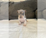 Small Photo #1 Teddy Roosevelt Terrier Puppy For Sale in WATSONVILLE, CA, USA