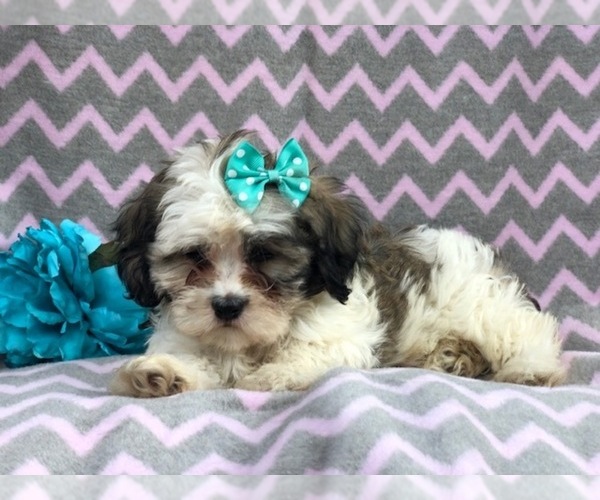 Medium Photo #15 Zuchon Puppy For Sale in LAKELAND, FL, USA