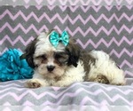 Small Photo #15 Zuchon Puppy For Sale in LAKELAND, FL, USA