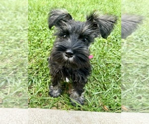 Schnauzer (Miniature) Puppy for sale in COLUMBIA CITY, IN, USA