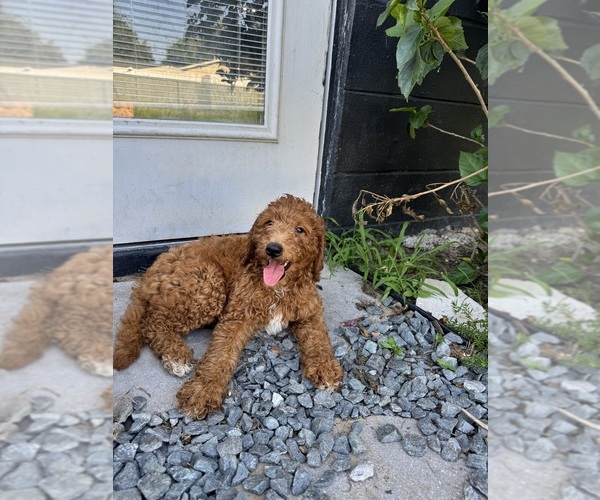Medium Photo #2 Goldendoodle Puppy For Sale in CHAMPIONS GATE, FL, USA