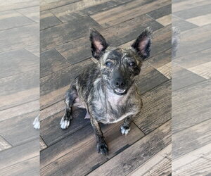 Mutt Dogs for adoption in Royal Palm Beach, FL, USA