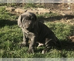 Small Photo #8 Neapolitan Mastiff Puppy For Sale in BRISTOW, VA, USA