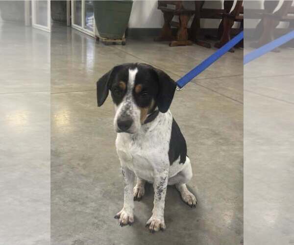 Medium Photo #4 Beagle-Unknown Mix Puppy For Sale in Minneapolis, MN, USA