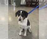 Small #3 Beagle Mix