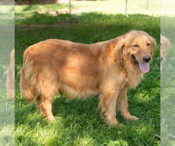 Medium Photo #1 Golden Retriever Puppy For Sale in NEWPORT, PA, USA