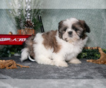 Small #2 Shih Tzu