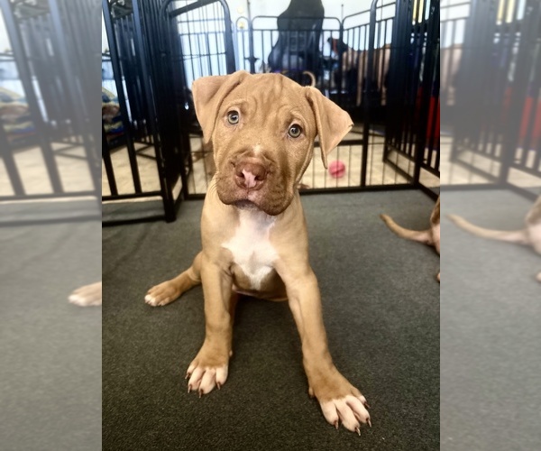 Medium Photo #1 American Pit Bull Terrier Puppy For Sale in LOS ANGELES, CA, USA