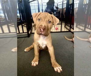 American Pit Bull Terrier Puppy for sale in LOS ANGELES, CA, USA