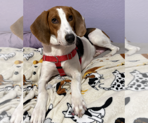American Foxhound Dogs for adoption in Tampa, FL, USA