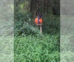 Small #3 Mutt