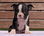 Puppy Raven Boston Terrier