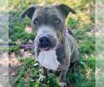 Small American Pit Bull Terrier Mix
