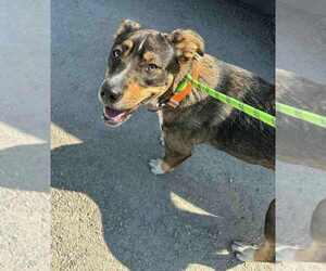 Catahoula Leopard Dog-Unknown Mix Dogs for adoption in Evansville, IN, USA