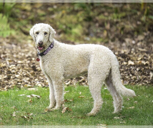 Medium Photo #3 Goldendoodle Puppy For Sale in Farmington, MN, USA