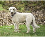 Small #2 Goldendoodle