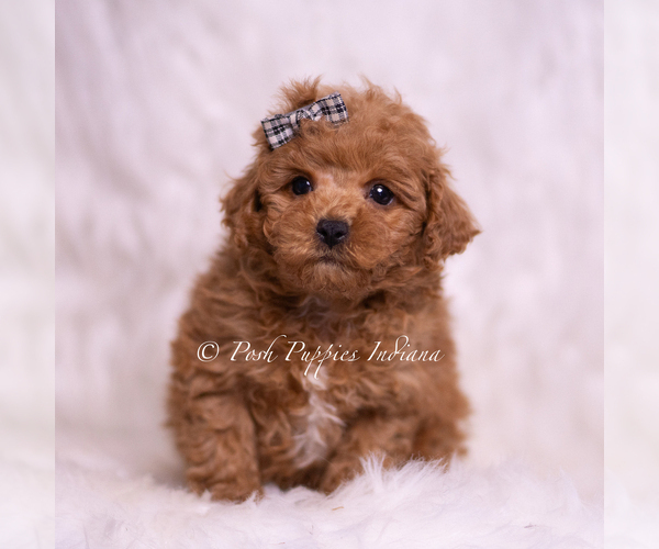 Medium Photo #21 Maltipoo (Miniature) Puppy For Sale in WARSAW, IN, USA