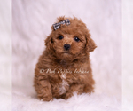 Small Photo #21 Maltipoo (Miniature) Puppy For Sale in WARSAW, IN, USA