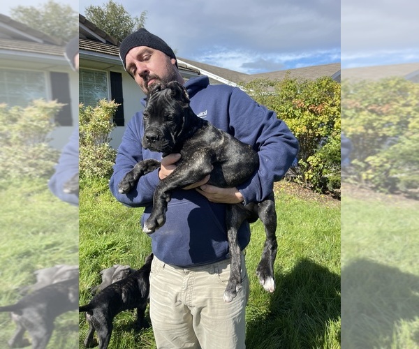 Medium Photo #8 Cane Corso Puppy For Sale in KEIZER, OR, USA