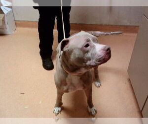 Mutt Dogs for adoption in Martinez, CA, USA