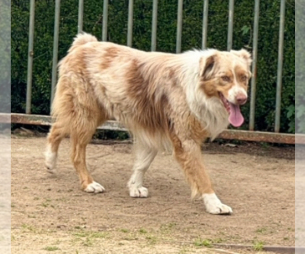 Medium Photo #1 Australian Shepherd-French Bulldog Mix Puppy For Sale in MURRIETA, CA, USA