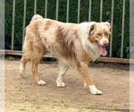 Small Photo #1 Australian Shepherd-French Bulldog Mix Puppy For Sale in MURRIETA, CA, USA