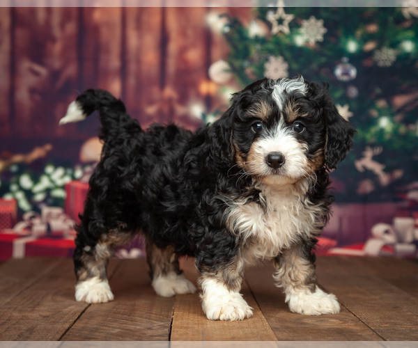 Medium Photo #1 Miniature Bernedoodle Puppy For Sale in ADDISON, MI, USA