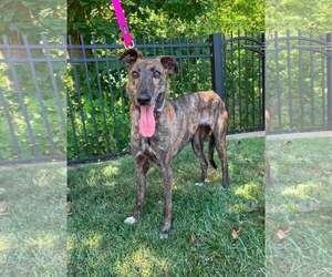 Greyhound Dogs for adoption in Cherry Hill, NJ, USA