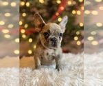 Small Photo #20 French Bulldog Puppy For Sale in FAYETTEVILLE, GA, USA