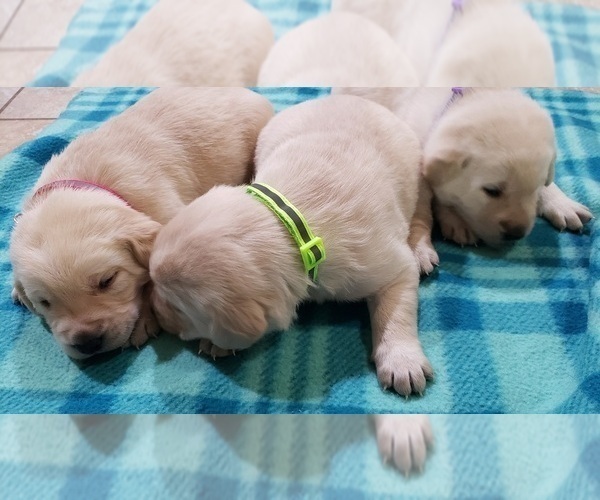 Medium Photo #55 Labrador Retriever Puppy For Sale in OLYMPIA, WA, USA