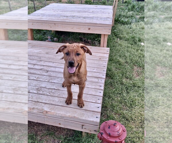 Medium Photo #12 Redbone Coonhound-Unknown Mix Puppy For Sale in Mooresville, NC, USA